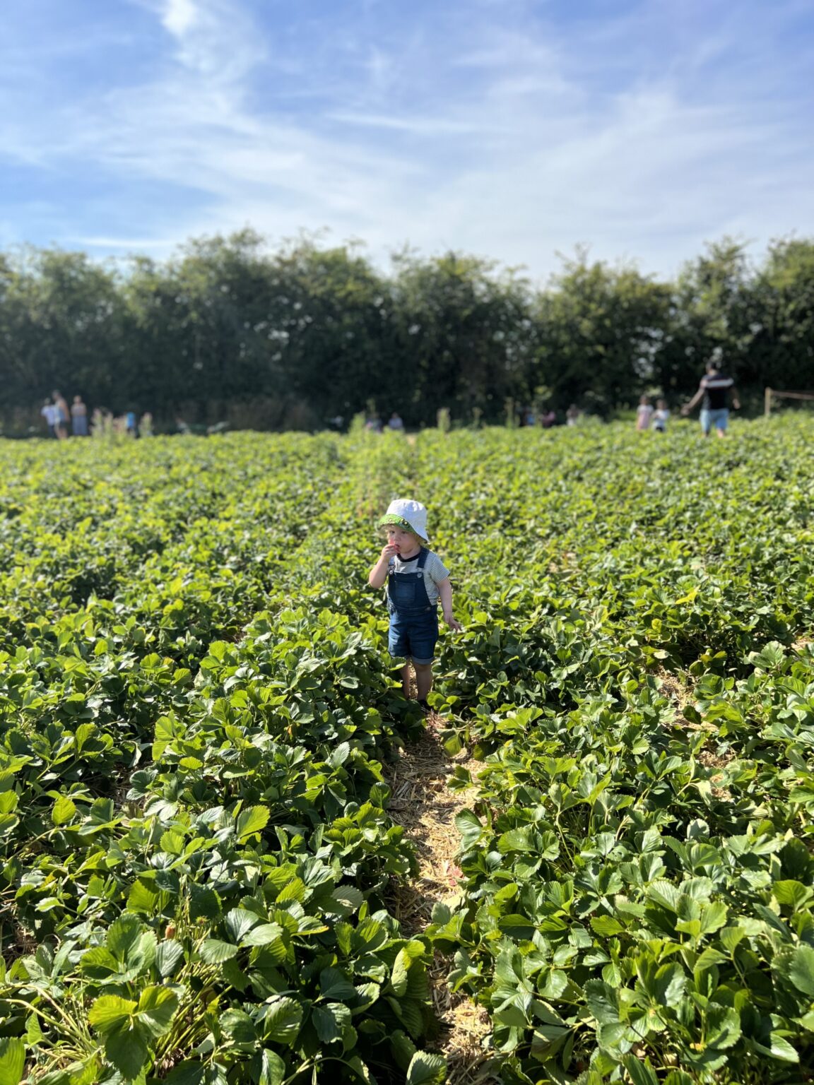 Grove Farm PYO review - Pick your own seasonal fruit and veg!